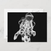 Schwarz-Weiß-Giraf-Portrait, tierisches Foto Postkarte (Vorne/Hinten)