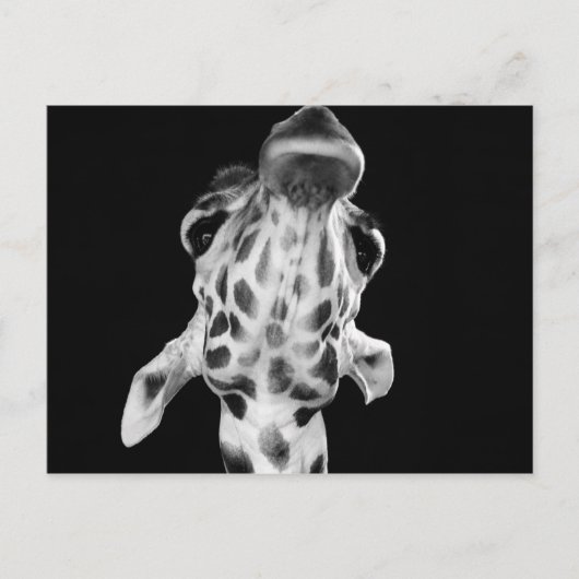 Schwarz-Weiß-Giraf-Portrait, tierisches Foto Postkarte (Vorderseite)