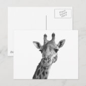 Schwarz-Weiß-Giraffe Postkarte (Vorne/Hinten)