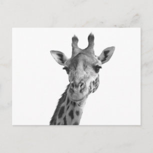 Schwarz-Weiß-Giraffe Postkarte