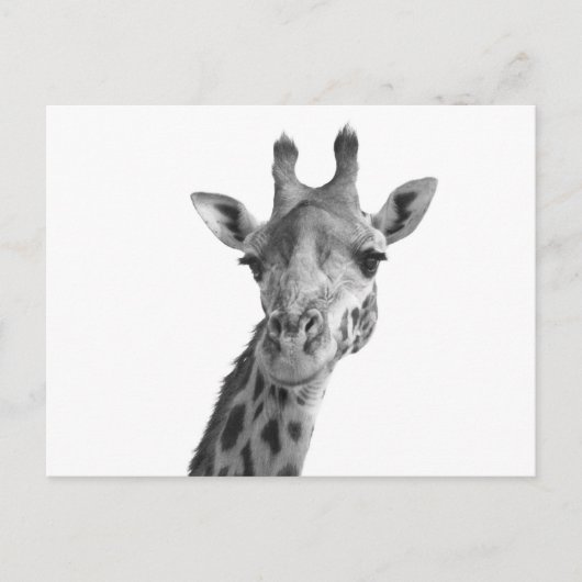 Schwarz-Weiß-Giraffe Postkarte (Vorderseite)