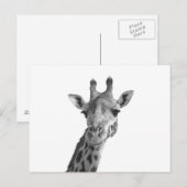 Schwarz-Weiß-Giraffe Postkarte (Vorne/Hinten)
