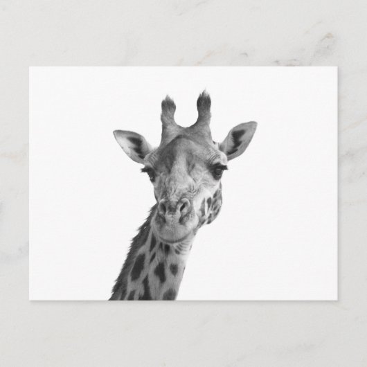 Schwarz-Weiß-Giraffe Postkarte (Vorderseite)