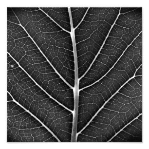 Schwarz-weiß glühendes Blatt Nahaufnahme Fotodruck