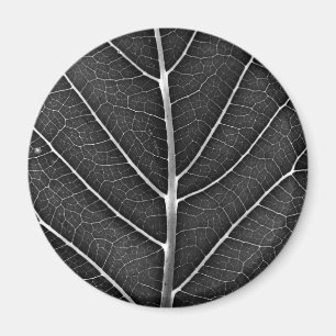 Schwarz-weiß glühendes Blatt Nahaufnahme Magnet