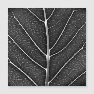 Schwarz-weiß glühendes Blatt Nahaufnahme Magnetkarte