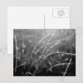 Schwarz-Weiß-Gras Postkarte (Vorne/Hinten)