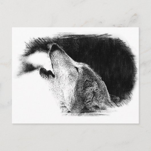 Schwarz-Weiß-Grau-Wolf-Sketch Postkarte (Vorderseite)