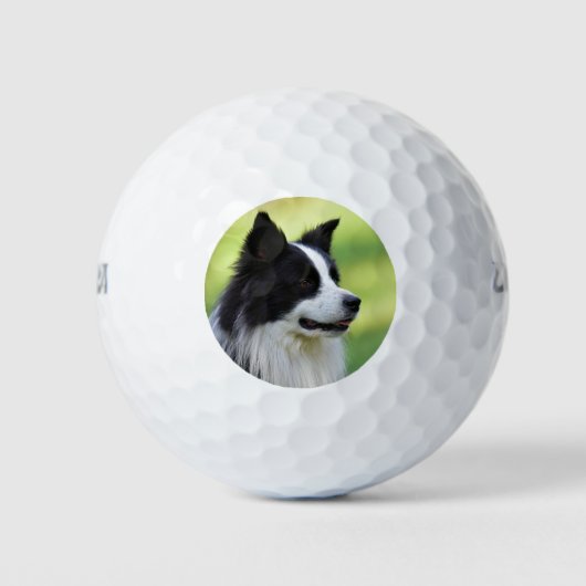Schwarz-Weiß-Grenz-Hund Golfball (Vorderseite)