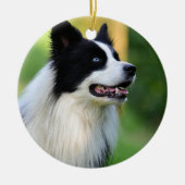 Schwarz-Weiß-Grenz-Hund Keramik Ornament (Vorne)