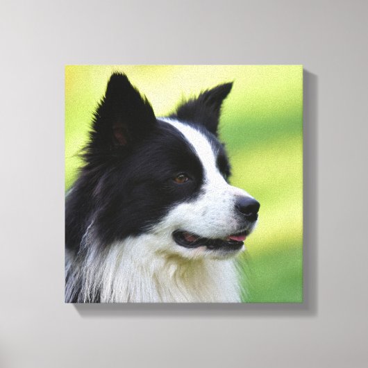 Schwarz-Weiß-Grenz-Hund Leinwanddruck (Vorderseite)