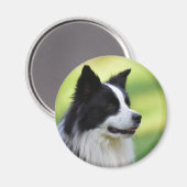 Schwarz-Weiß-Grenz-Hund Magnet (Vorderseite/Rückseite)