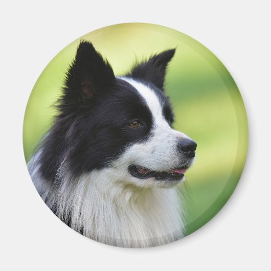 Schwarz-Weiß-Grenz-Hund Magnet (Vorne)