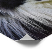 Schwarz-Weiß-Grenz-Hund Poster (Ecke)