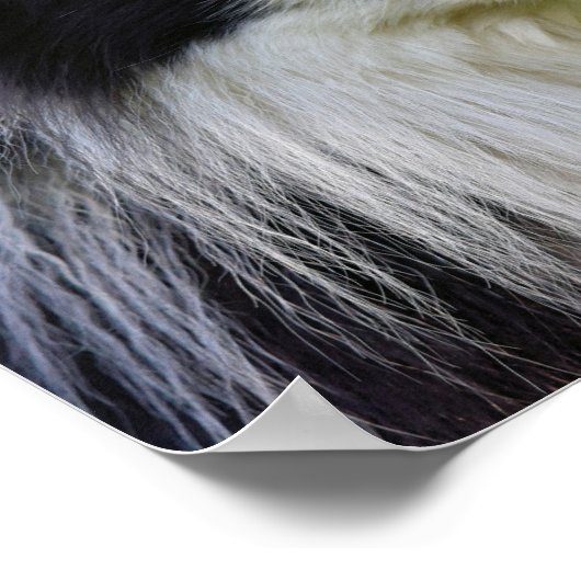 Schwarz-Weiß-Grenz-Hund Poster (Ecke)