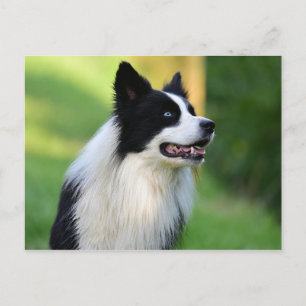 Schwarz-Weiß-Grenz-Hund Postkarte