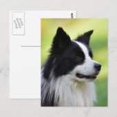 Schwarz-Weiß-Grenz-Hund Postkarte (Vorne/Hinten)
