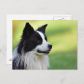 Schwarz-Weiß-Grenz-Hund Postkarte (Vorne/Hinten)