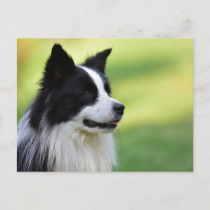 Schwarz-Weiß-Grenz-Hund Postkarte