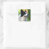 Schwarz-Weiß-Grenz-Hund Quadratischer Aufkleber (Tasche)