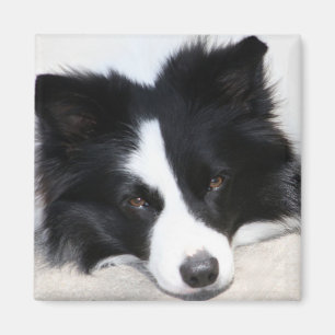 Schwarz-Weiß-Grenz-Puppy-Hundemagazin Magnet
