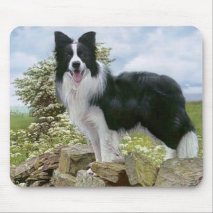 Schwarz-Weiß-Grenzkollie Welpe-Hund-Mousepad Mousepad