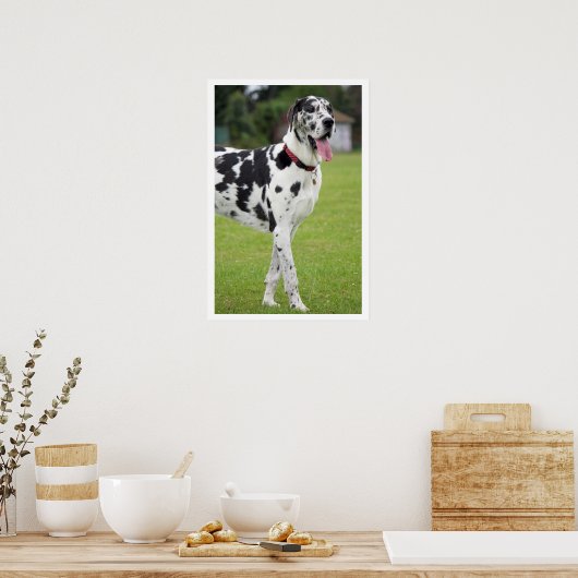 Schwarz-Weiß-Große Dane Poster (Küche)