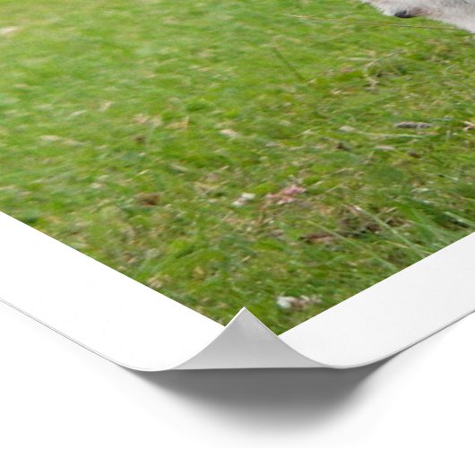 Schwarz-Weiß-Große Dane Poster (Ecke)