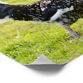 Schwarz-Weiß-Hahn auf Grasfolie holz Poster (Ecke)