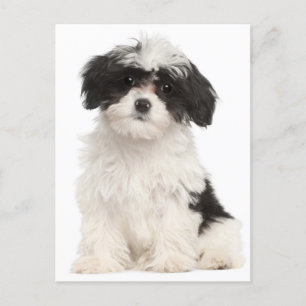 Schwarz-Weiß-Havanese-Welpen-Postkarte Postkarte