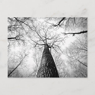 Schwarz-Weiß-Herbst-Baumfotografie Postkarte