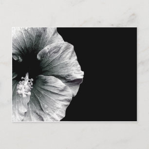 Schwarz-Weiß-Hibiskus-Blumenfotografie Postkarte