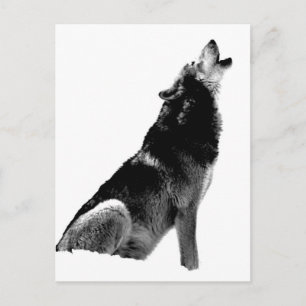 Schwarz-weiß Howling Wolf Postkarte