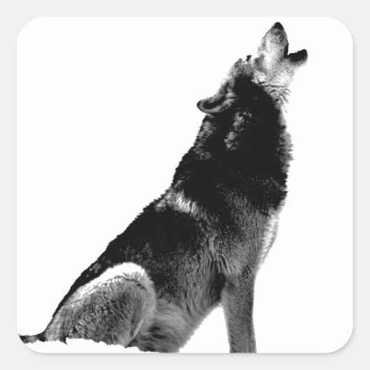 Schwarz-weiß Howling Wolf Quadratischer Aufkleber (Vorderseite)