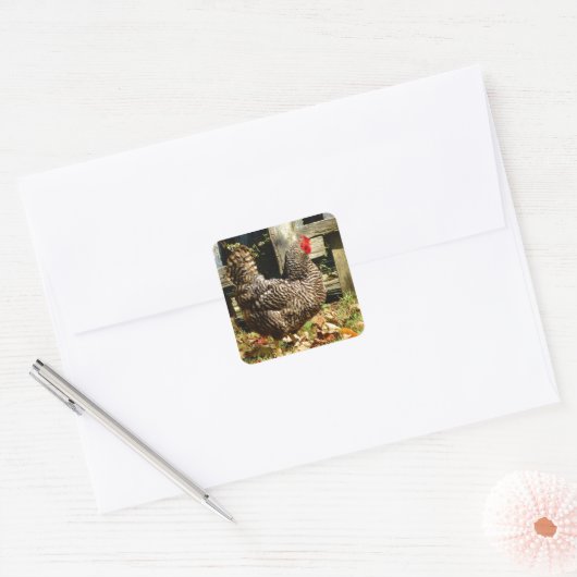 Schwarz-Weiß-Huhn Quadratischer Aufkleber (Umschlag)