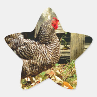 Schwarz-Weiß-Huhn Stern-Aufkleber