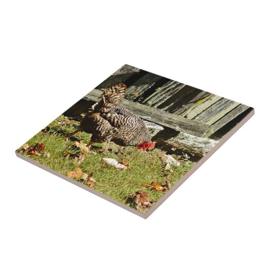 Schwarz-Weiß-Hühner mit Zaun Fliese (Seite)