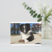 Schwarz-Weiß-Hündchen Postkarte (Stehend Vorderseite)