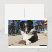 Schwarz-Weiß-Hündchen Postkarte (Vorne/Hinten)