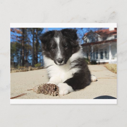 Schwarz-Weiß-Hündchen Postkarte (Vorderseite)