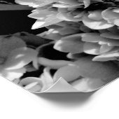 Schwarz-Weiß-Hydrangea-Blumenfotografie drucken Poster (Ecke)