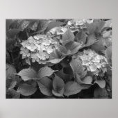 Schwarz-Weiß-Hydrangeas Poster (Vorne)