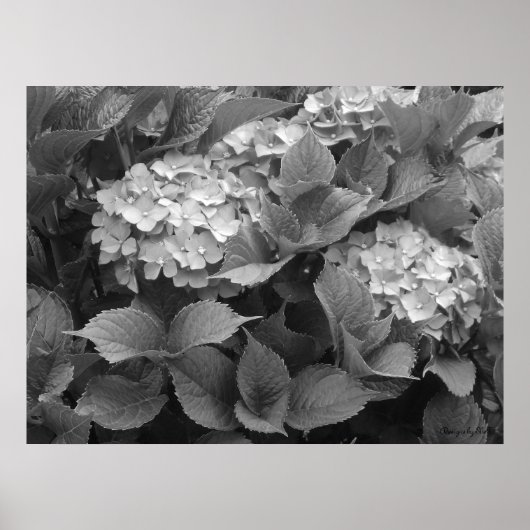 Schwarz-Weiß-Hydrangeas Poster (Vorne)