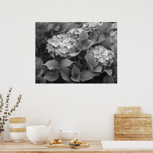 Schwarz-Weiß-Hydrangeas Poster (Küche)