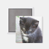 Schwarz-Weiß-Kätzchen-Foto Magnet (Vorderseite/Rückseite)