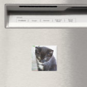 Schwarz-Weiß-Kätzchen-Foto Magnet (In Situ (Geschirrspüler))