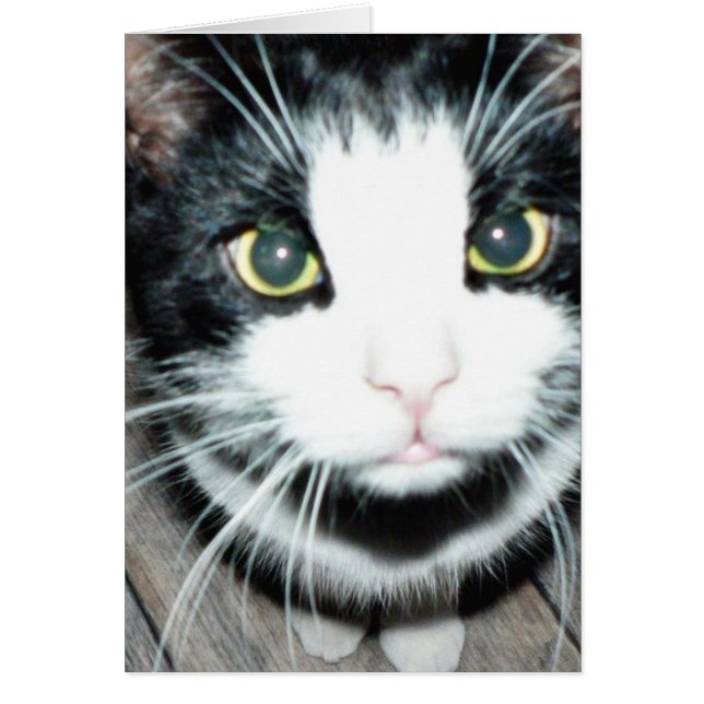 Schwarz-Weiß-Katze (Vorne)