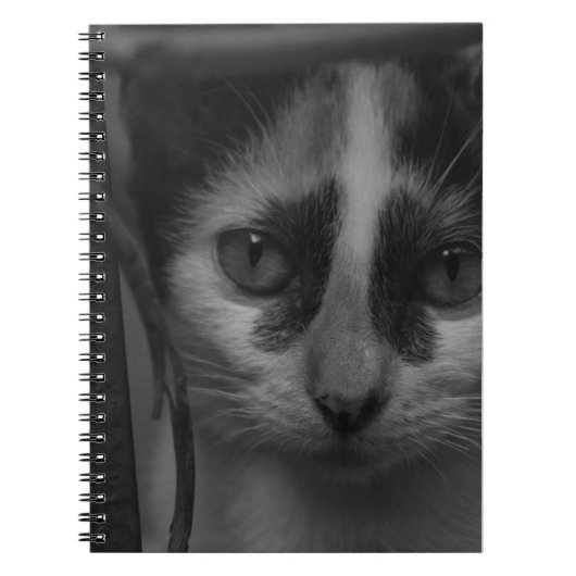 Schwarz-Weiß - Katze 02 Notizblock (Vorderseite)