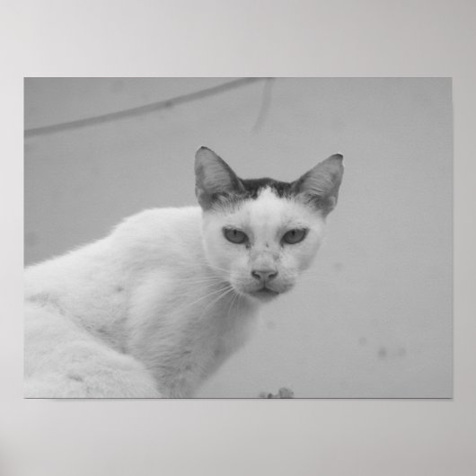 Schwarz-Weiß - Katze 02 Poster (Vorne)