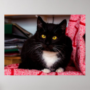 Schwarz-Weiß-Katze, anpassbares Poster